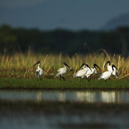 Wetlandcamp บ้านชายเล Phatthalung Εξωτερικό φωτογραφία