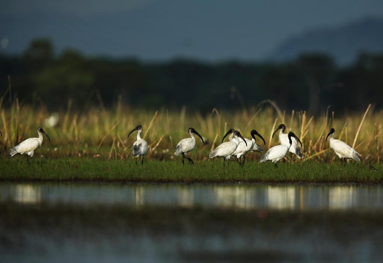 Wetlandcamp บ้านชายเล Phatthalung Εξωτερικό φωτογραφία